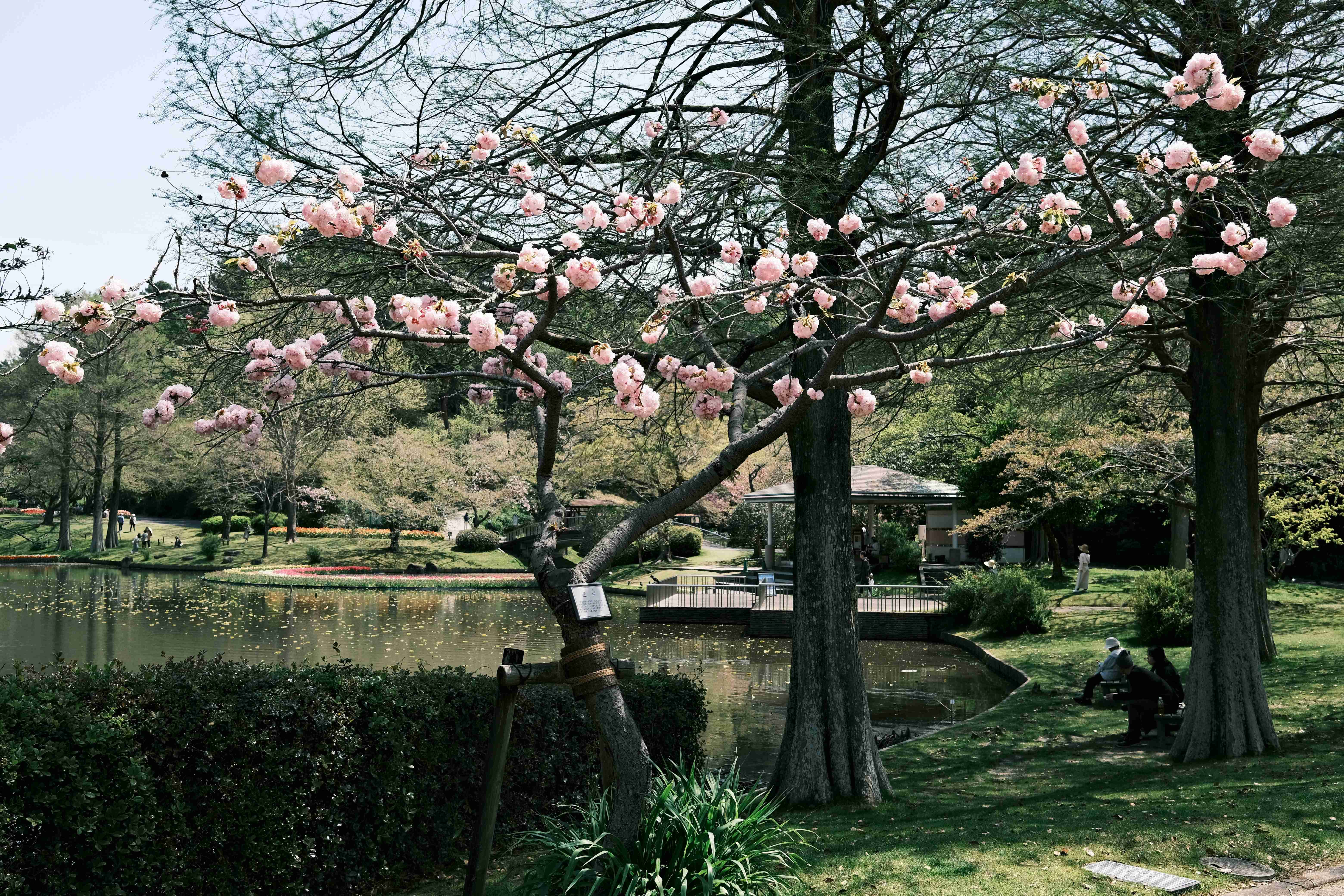 Petal to the Metal: Top Spring Road Trip Destinations in the World